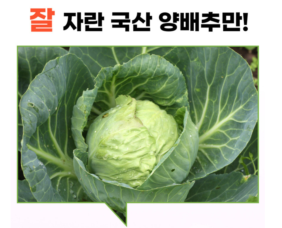 국내산 양배추환 위건강 변비개선 450g 장수식품 항산화